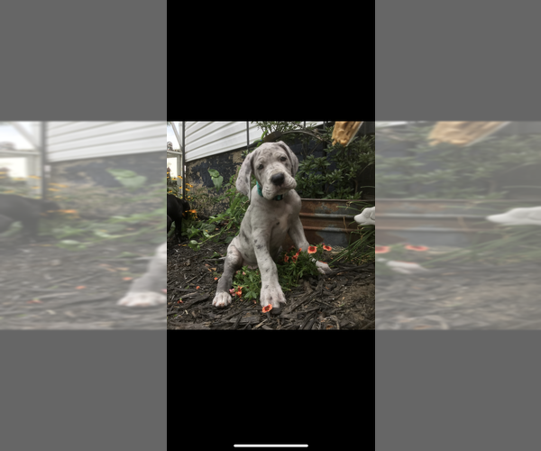 Medium Photo #1 Great Dane Puppy For Sale in WILLIAMSFIELD, OH, USA