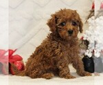 Puppy Flurry Poodle (Toy)