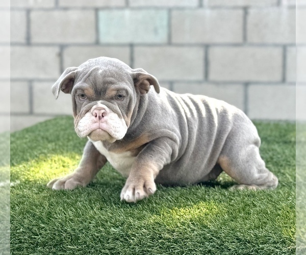 Medium Photo #2 English Bulldog Puppy For Sale in MOUNT VERNON, AL, USA