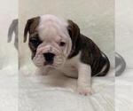 Small Photo #6 English Bulldog Puppy For Sale in CHARLESTON, SC, USA
