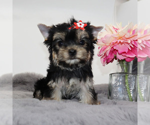 Yorkshire Terrier Puppy for sale in LOS ANGELES, CA, USA