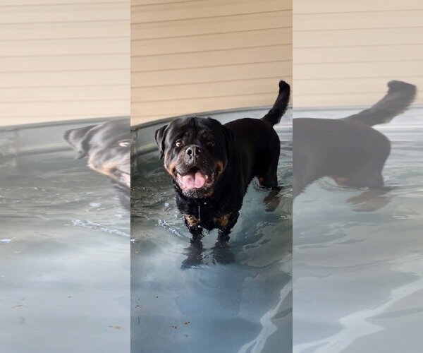 Medium Photo #2 Rottweiler Puppy For Sale in Mooresville, NC, USA