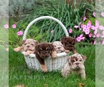 Chip - Male English Bulldog Puppy for Sale - Photo #2