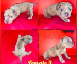 Puppy 3 American Bully