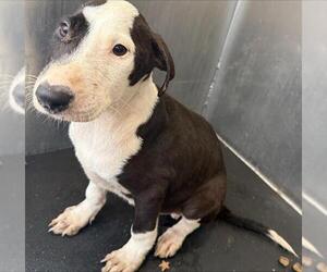 Bull Terrier-Unknown Mix Dogs for adoption in San Antonio, TX, USA