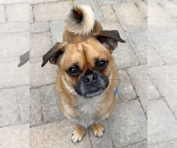 Medium Photo #3 Pug Puppy For Sale in Corona, CA, USA