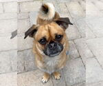 Small #2 Pug