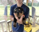 Small Photo #4 Rottweiler Puppy For Sale in SYLVANIA, AL, USA