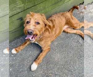 Goldendoodle Dogs for adoption in Cranford, NJ, USA