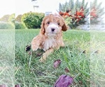 Puppy Maisy Cavapoo