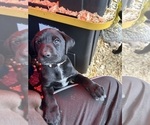 Small Photo #18 German Shorthaired Lab Puppy For Sale in TACOMA, WA, USA