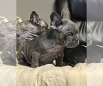 Small Photo #52 French Bulldog Puppy For Sale in HOUSTON, TX, USA