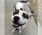 Small #1 American Pit Bull Terrier