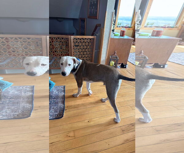 Medium Photo #7 Bullypit Puppy For Sale in Coralville, IA, USA