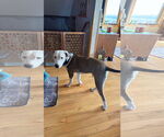 Small #6 Bullypit