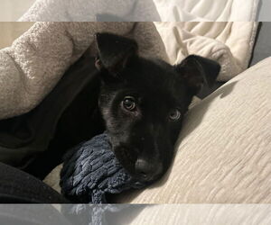 Shepradors Dogs for adoption in Princeton, MN, USA