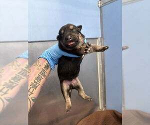 Labrador Retriever-Unknown Mix Dogs for adoption in San Bernardino, CA, USA