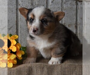 Pembroke Welsh Corgi Puppy for sale in GORDONVILLE, PA, USA