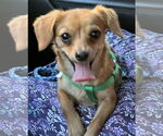 Small #2 Chiweenie
