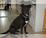 Small #1 Mutt