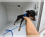 Small Miniature Pinscher