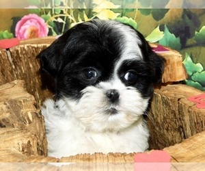 ShihPoo Puppy for sale in HAMMOND, IN, USA