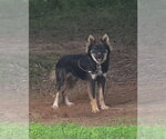 Small Collie Mix