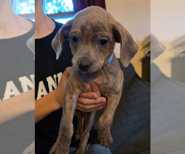 Medium Photo #1 Chihuahua-Unknown Mix Puppy For Sale in New London, WI, USA
