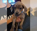 Small Chihuahua Mix