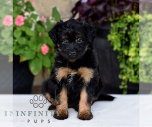 Aussiedoodle Miniature Puppy for sale in SUNBURY, PA, USA