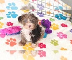 Small #5 Cockapoo (Toy)-Poodle (Toy) Mix