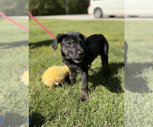Medium Photo #4 Labrador Retriever-Unknown Mix Puppy For Sale in Yardley, PA, USA
