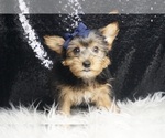 Small #4 Yorkshire Terrier