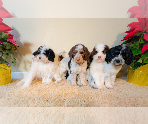 Medium Photo #6 Bernedoodle-Cavapoo (Miniature) Mix Puppy For Sale in SACRAMENTO, CA, USA