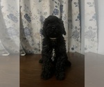 Small #10 Cockapoo