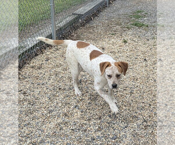 Medium Photo #4 Pointer-Unknown Mix Puppy For Sale in Boston, MA, USA