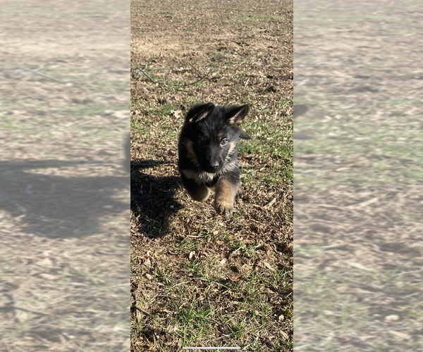 Medium Photo #18 German Shepherd Dog Puppy For Sale in SPRINGFIELD, IL, USA