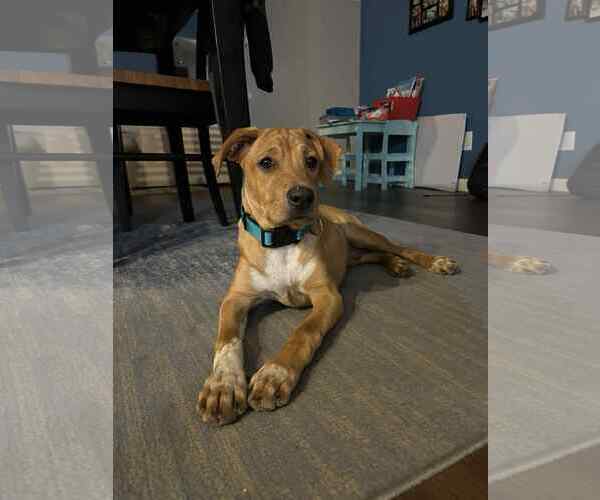 Medium Photo #2 Mutt Puppy For Sale in Fenton, MO, USA