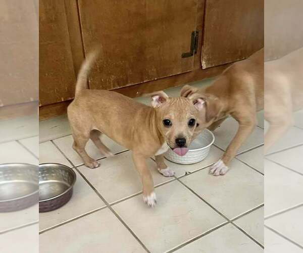 Medium Photo #1 Chihuahua-Unknown Mix Puppy For Sale in New York, NY, USA