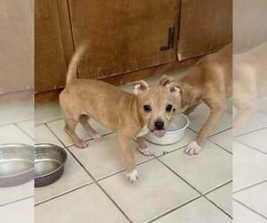Chihuahua-Unknown Mix Dogs for adoption in New York, NY, USA