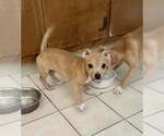 Small Chihuahua Mix