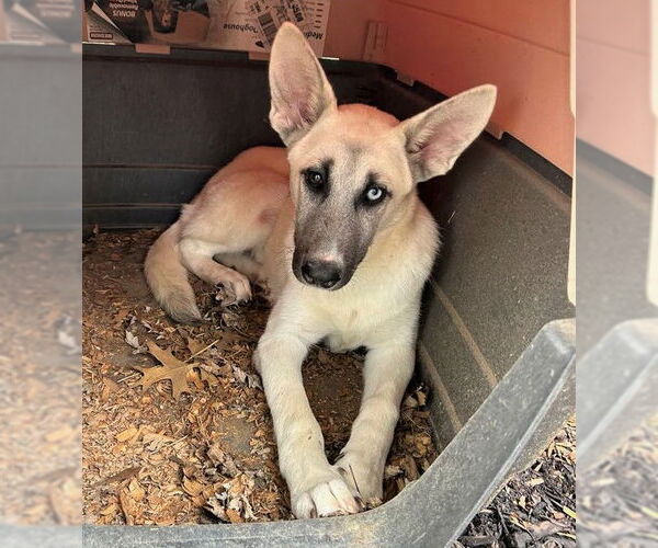 Medium Photo #2 Huskies -Unknown Mix Puppy For Sale in MECHANICSBURG, PA, USA