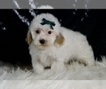 Small #4 Maltipoo (Miniature)