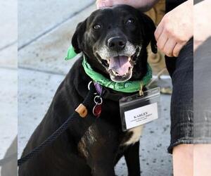 Karley - Female Labrador Retriever-Unknown Mix Dog for Adoption - Photo #8