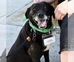 Small #7 Labrador Retriever Mix