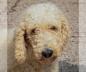 Harlow - Female Mutt Dog for Adoption - Photo #5