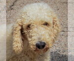 Small Photo #5 Mutt Puppy For Sale in Huntley, IL, USA