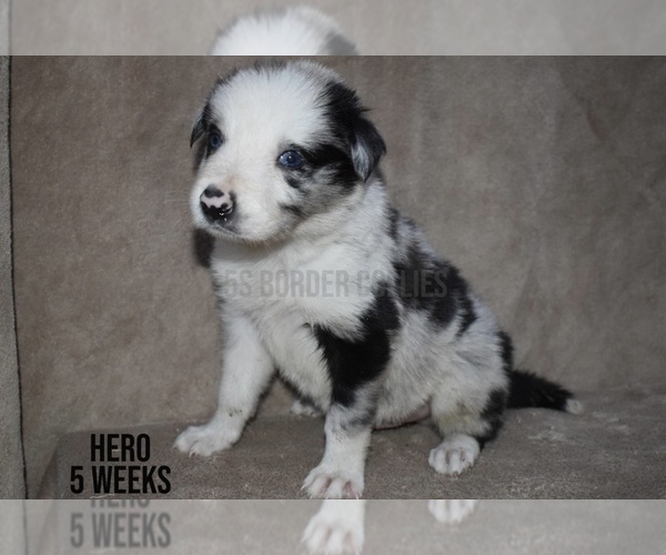 Medium Photo #1 Border Collie Puppy For Sale in EDEN, AL, USA