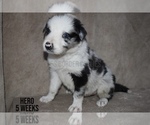 Small Photo #1 Border Collie Puppy For Sale in EDEN, AL, USA