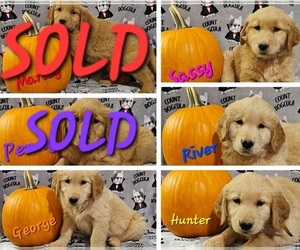 Golden Retriever Puppy for sale in MOUNT GILEAD, NC, USA